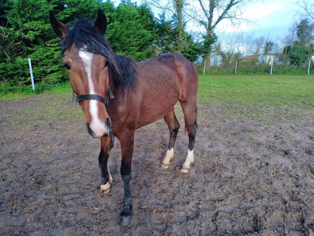 poulain-2-ans