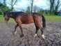 poulain-2-ans-1