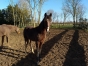 poulain-2-ans-0