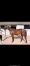 A-vendre-Java-island-(Sam-Bourbon-et-Elba-island)-1