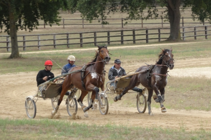 Vends-petit-prix-ou-loue-trotteur-J