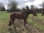 trotteur-3-ans-K-0
