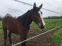 trotteuse-2-ans-0