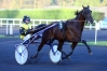 Cede-saillie-2023-BRIAC-DARK-(Prince-Gede)-contre-50--de-la-prime-0