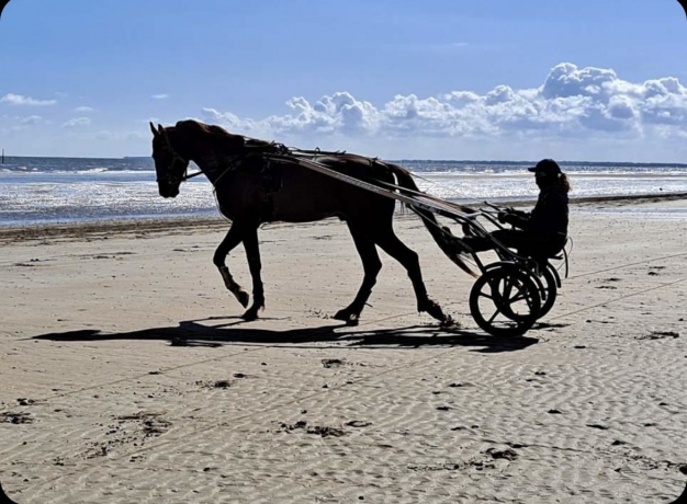 Prend-chevaux-au-pre-entrainement