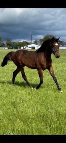 CEDE-MISTER-DE-LOULIE