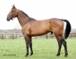 Saillie-FAITHFUL-1