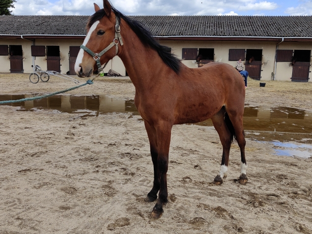 A-vendre-poulain-par-Etonnant