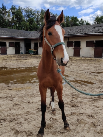 A-vendre-poulain-par-Etonnant-1
