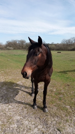 A-vendre-pouliniere-prete-a-saillir-