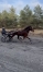 KALCUTTA-par-Prodigious-mere-Orlando-Vici-souche-vivante-de-Saxo-de-Vandel-0