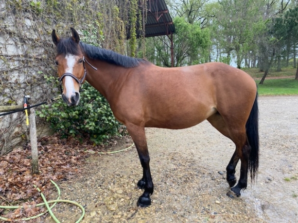 Trotteuse-Loisirs-ou-Pouliniere-2