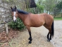 Trotteuse-Loisirs-ou-Pouliniere-2