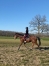 Trotteuse-Loisirs-ou-Pouliniere-1