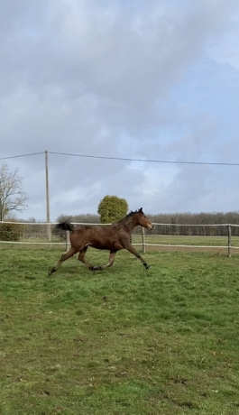 Trotteuse-Loisirs-ou-Pouliniere-0