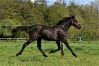 Jolie-pouliche-K--noire--qualifiee-le-03-mai--famille-Classique--0