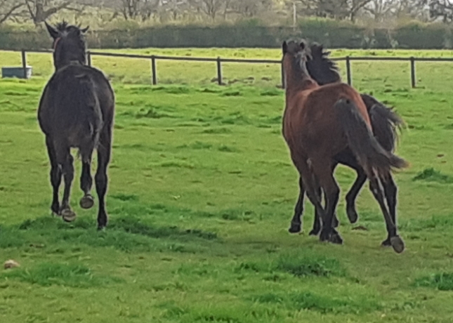 3-Males-L-non-debourres