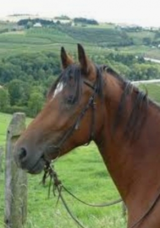 Recherche-jeune-cheval-entre-2-et-7-ans