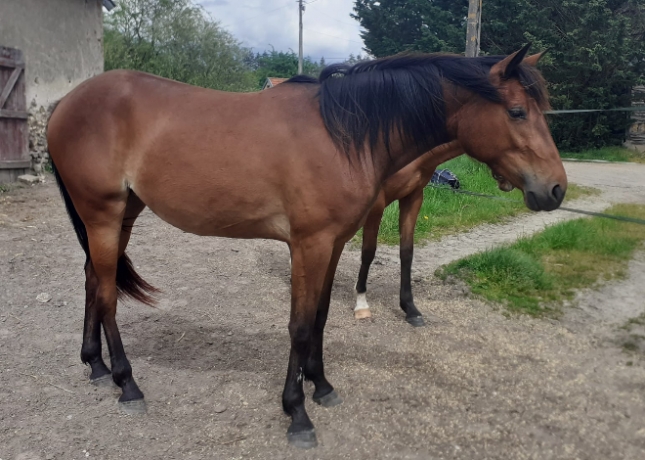 A-vendre-pouliche-L-redevance-possible-