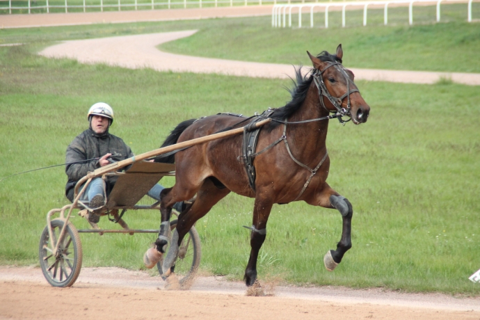 cheval-trotteur-0