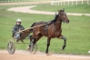 cheval-trotteur-0