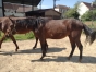 Vends--loue-ou-echange-contre-jeune-pouliniere-0