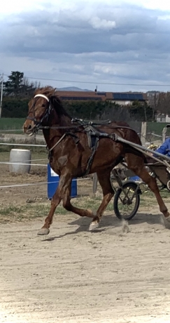 Recherche-entraineur