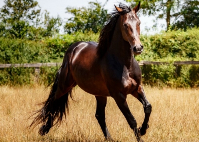 Saillie-2024-Texas-Charm-contre---prime-eleveur-0