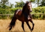 Saillie-2024-Texas-Charm-contre---prime-eleveur-0