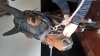 K-hongre-qualifie-pret-a-courir-1