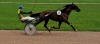 K-hongre-qualifie-pret-a-courir-0
