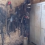 Harnais-et-divers-1