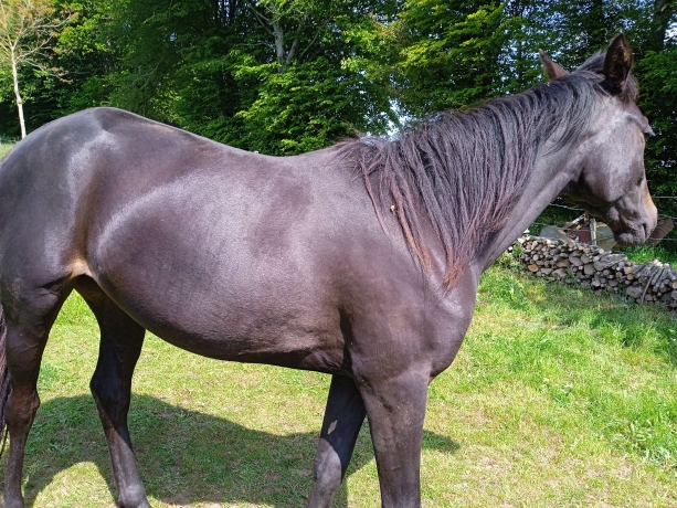 Pouliche-L