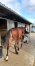 Loue-L-pere-uniclove-mere-azarie-de-Guez-0