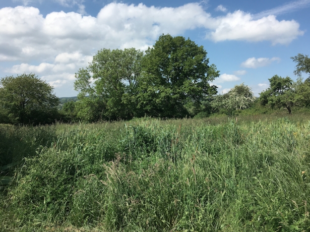 Herbe--Foin--parcelle-d-1-ha-a-faucher