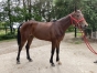 Saillie-contre-50---prime-eleveur-1