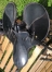 Selle-de-course-jamais-utilise-1