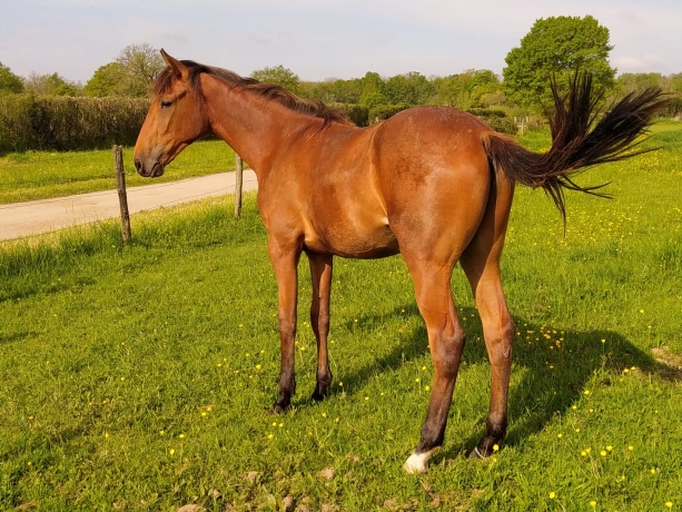 Eleveur-recherche-associe-pour-yearlings