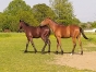 Eleveur-recherche-associe-pour-yearlings-1