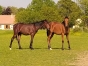 Eleveur-recherche-associe-pour-yearlings-0
