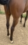 Ispahan-seven-2