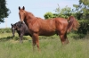 Male-M-par-Rolling-d’Heripre-1
