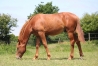Male-M-par-Rolling-d’Heripre-0