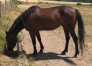 Pouliche-de-5-ans-sortant-de-l-entrainement-0