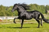cherche-a-achete-un-etalon--1000-euros-maximum-moins-de-20-ans-0
