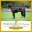 Saillie-Magnificent-Rodney-0