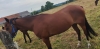 Figaro-planchette-cheval-limite-tres-gentil-ideal-amateur-pouvant-courir-en-pro-0