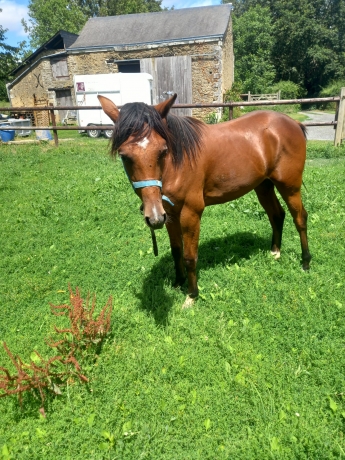 Yearling-3