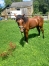 Yearling-3