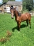 Yearling-2